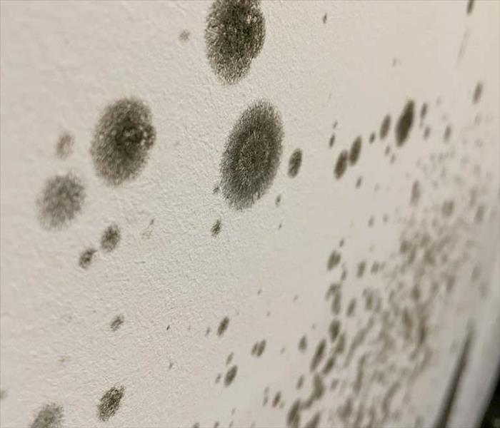 Mold spores on the wall