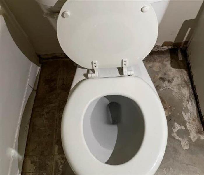 Toilet cleaned and free of mold