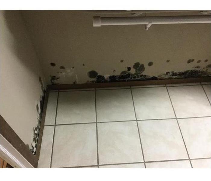 Mold infestation in home