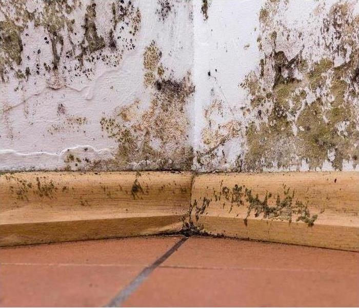 Corner of a wall with mold growth