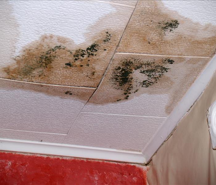 Mold growth on ceiling tile